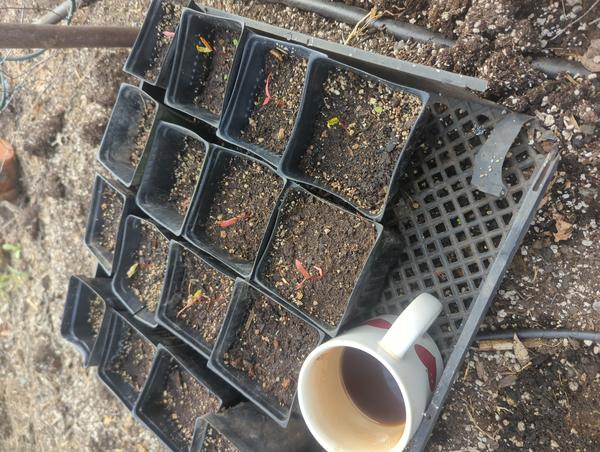 Jezra's coffee picture for 2026-04-15