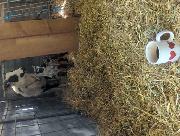 Jezra's coffee picture for 2026-04-17