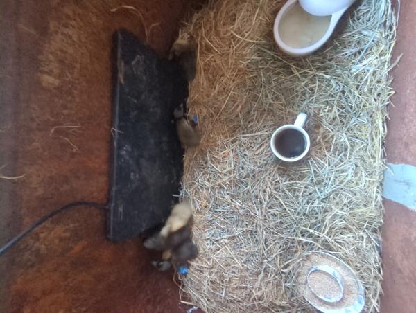 Jezra's coffee picture for 2026-04-18