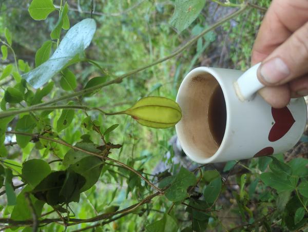 Jezra's coffee picture for 2026-04-25