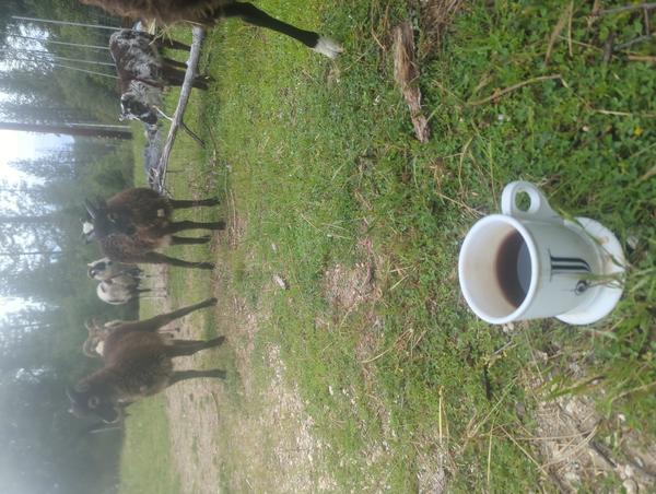 Jezra's coffee picture for 2026-05-04