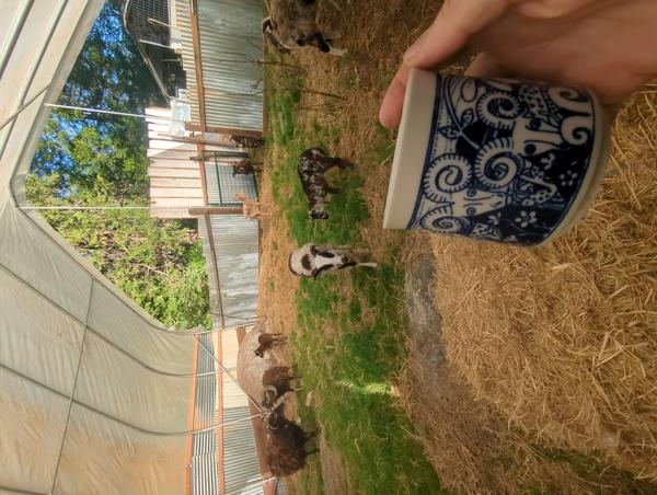 Jezra's coffee picture for 2026-05-17
