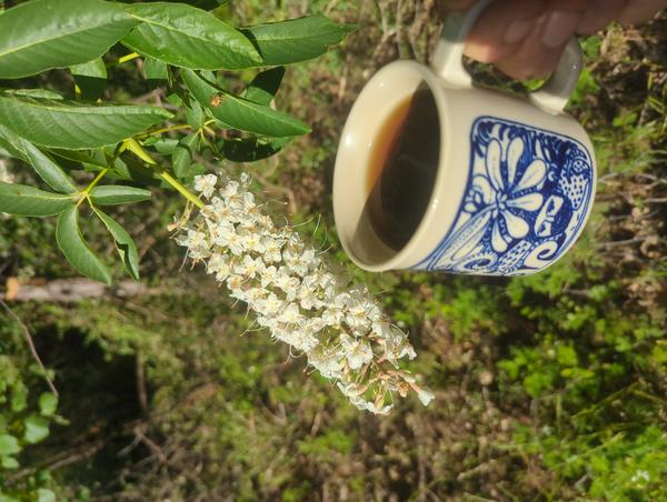 Jezra's coffee picture for 2026-05-21