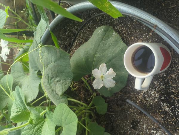 Jezra's coffee picture for 2026-06-13