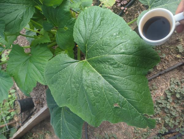 Jezra's coffee picture for 2026-06-22