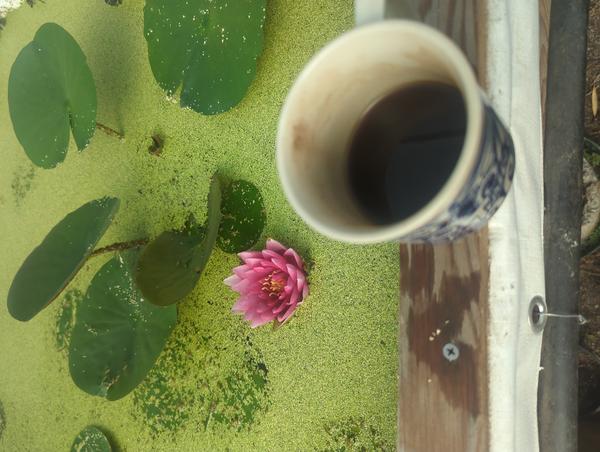 Jezra's coffee picture for 2026-07-21