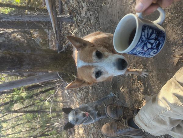 Jezra's coffee picture for 2026-09-29